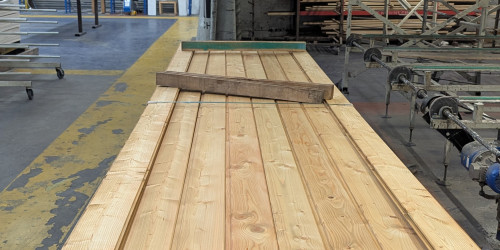 European Larch